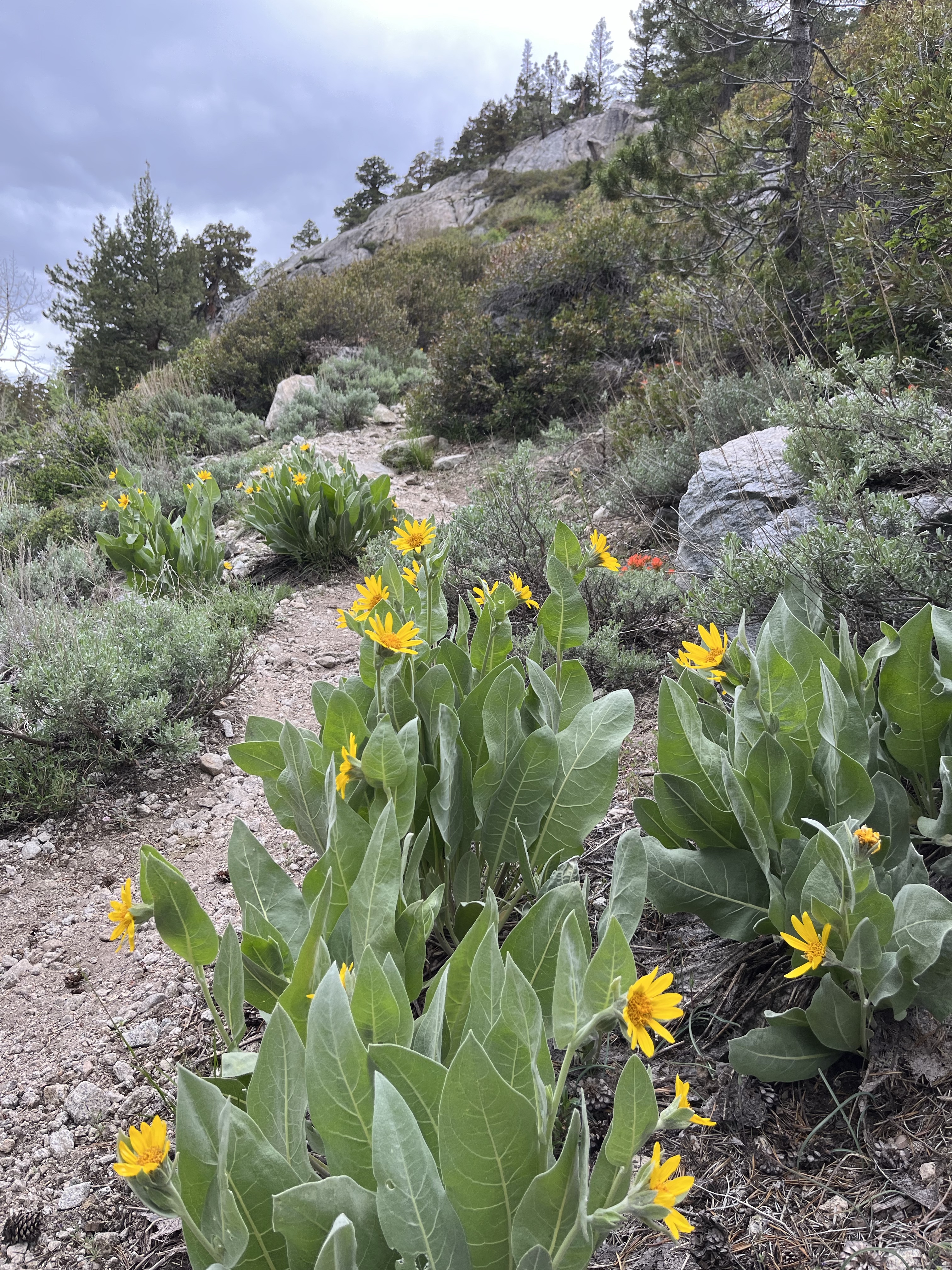 PCT Day 71 – A wet and tired day