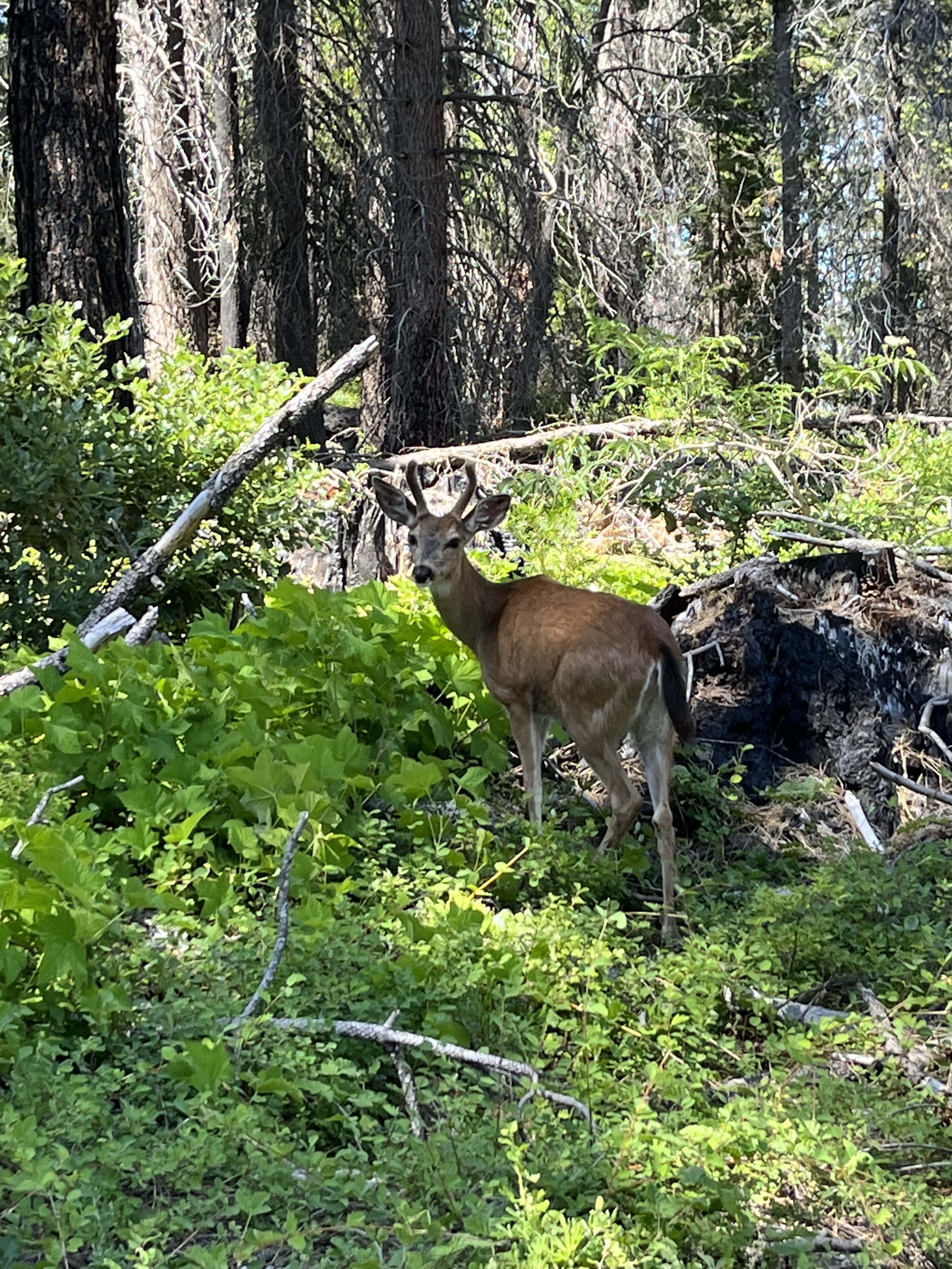 PCT Day 102 – 107 Running Thru Nor Cal